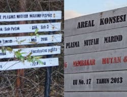Perusahaan Korea jarah hutan Papua demi rantai pasokan kertas dan bubur kertas