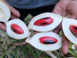 Mengenal pala Papua dalam kehidupan masyarakat Fakfak