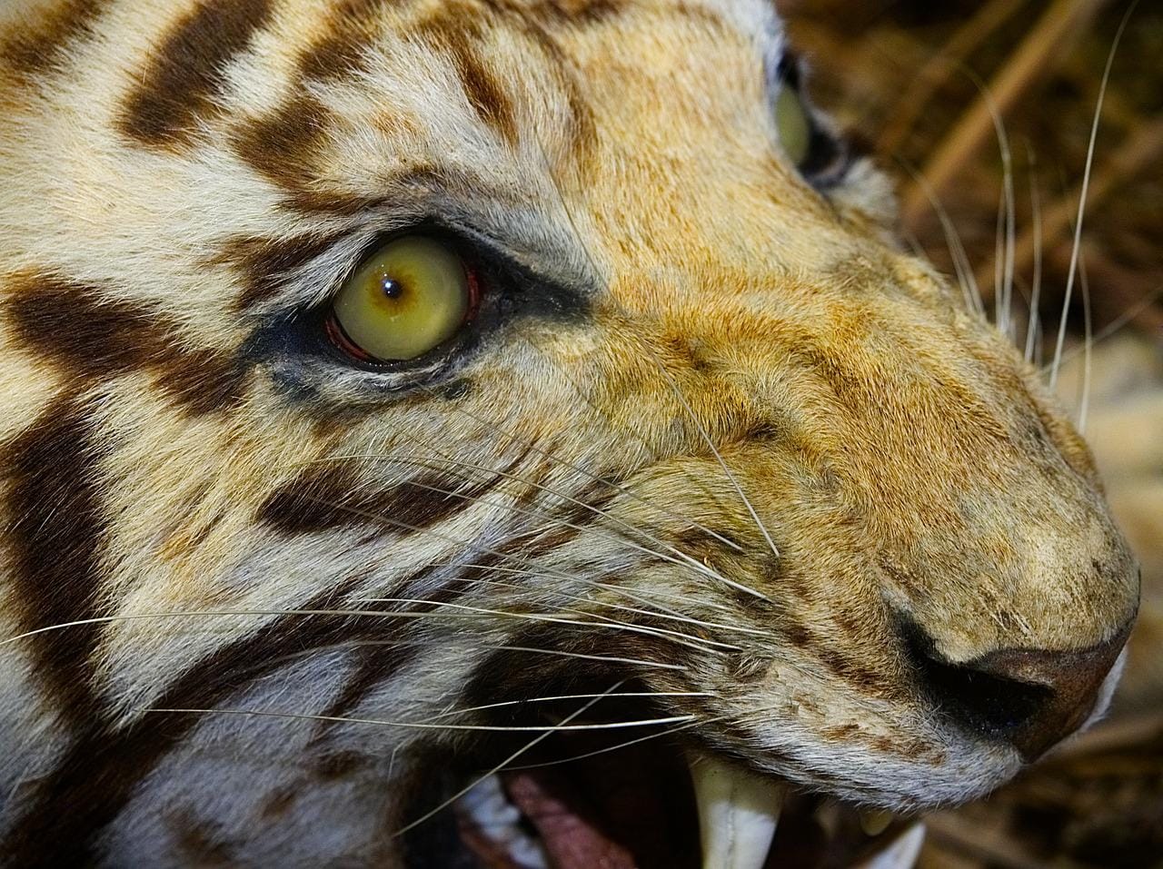 harimau
