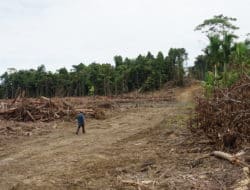 Masyarakat Kampung Mamei menolak kehadiran perusahaan sawit