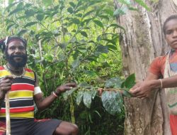 Pemprov Papua akan promosikan kopi Paniai dalam KTT G20