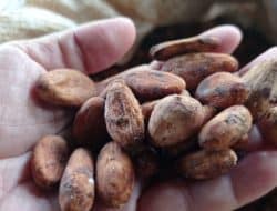 Kepala Disbunak Kabupaten Jayapura sebut petani banyak jual kakao ke tengkulak