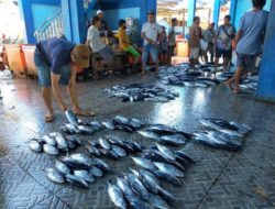 Sepanjang 2021, tangkapan ikan di Papua mencapai 700 ribu ton lebih