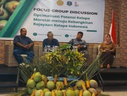 Maluku Utara penghasil kelapa nomor lima di Indonesia