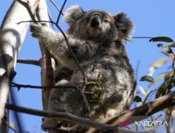Australia kehilangan banyak spesies mamalia