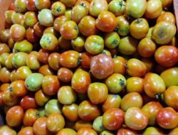 Harga tomat naik Rp30 ribu per kilogram