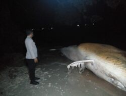 Bangkai hiu paus ditemukan di pesisir pantai Tanjung Simore Kaimana
