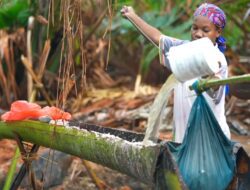 Melestarikan sagu sebagai cadangan pangan di Papua Barat