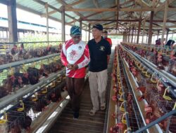 60 persen kebutuhan telur di Kota Jayapura dari produksi lokal