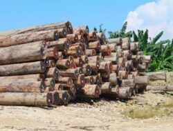 Mungkinkah PNG berkomitmen hentikan semua ekspor kayu bulat pada 2025?