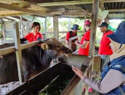 Pemkot Sorong mendatangi kandang peternak untuk pantau PMK