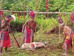 Masyarakat Adat Tambrauw awali musyawarah dengan ritual penyembelihan Babi