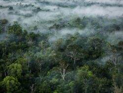 LBH Papua harap negara lindungi hutan adat marga Woro