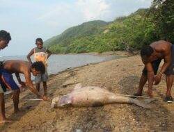 Ikan dugong mati terdampar di pantai Suatut