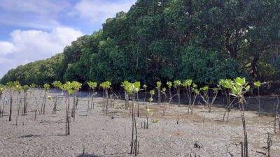 Kementerian Kehutanan Fiji dapat lampu hijau melaksanakan perjanjian proyek ITTO