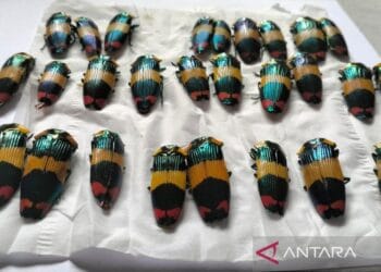 penyelundupan
