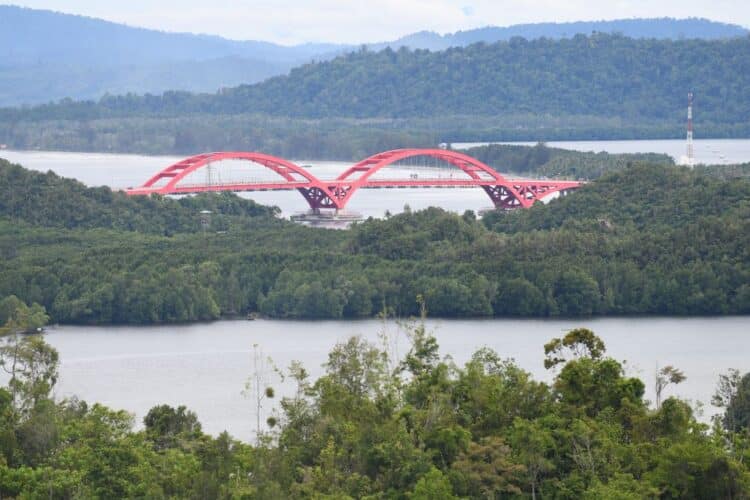 mangrove