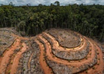 Deforestasi Hutan Papua, sawit