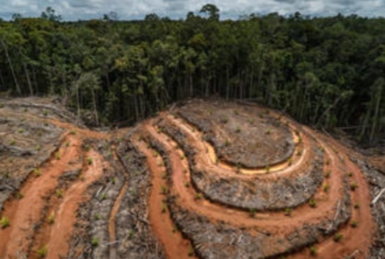 Deforestasi Hutan Papua