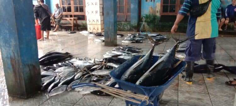 Pemkab Biak Numfor siapkan ekspor 20 ton ikan tuna ke Jepang 1 ekspor