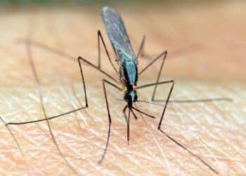 Malaria