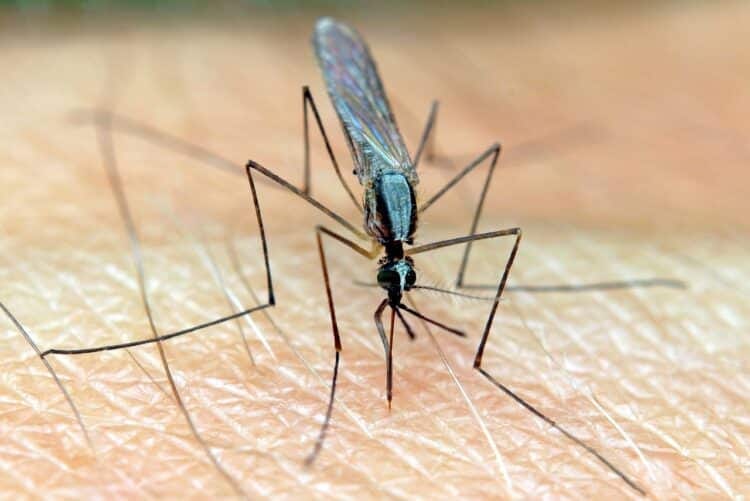 Malaria