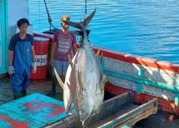 Tuna