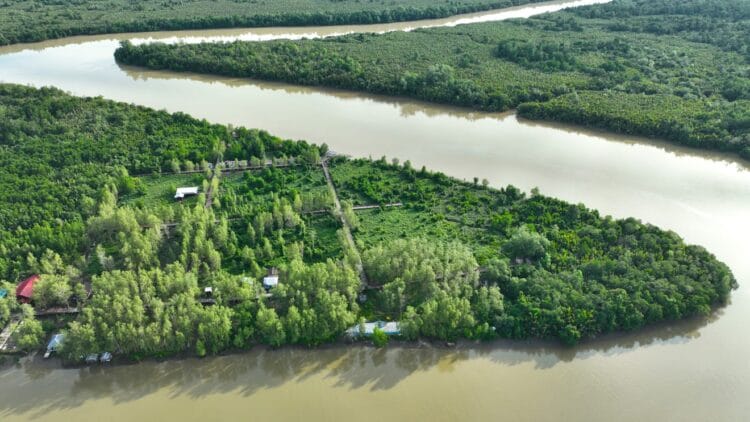 Mangrove