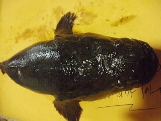 Yang datang lalu menyingkirkan, ironi Ikan-ikan "pendatang" di Tanah Papua 2 Ikan Gabus Asli Danau Sentani. Nama Local Kayouw nama Indonesia Henhitani Nama Latin Oxyeleotris Heterodon. foto.By Hendrik Palo.