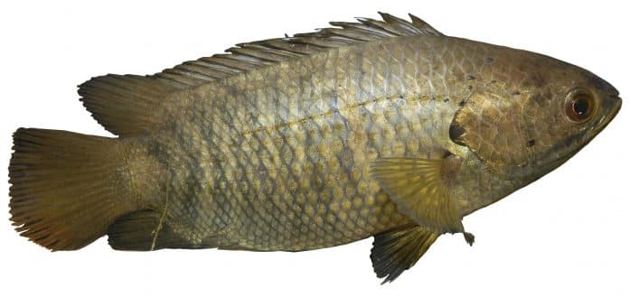 Yang datang lalu menyingkirkan, ironi Ikan-ikan "pendatang" di Tanah Papua 4 climbing perch anabas testudineus 696x329 1