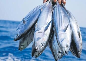 Kesepakatan perikanan tuna pasifik