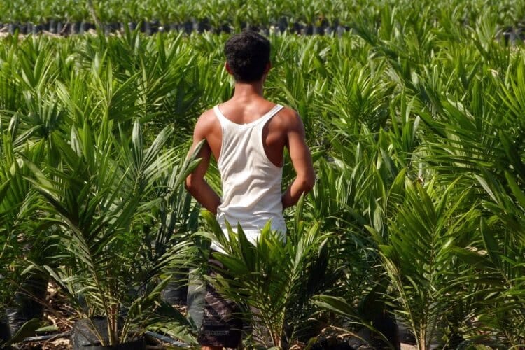 Pengembangan biodiesel ancam kelestarian lingkungan dan krisis pangan 1 Biodiesel