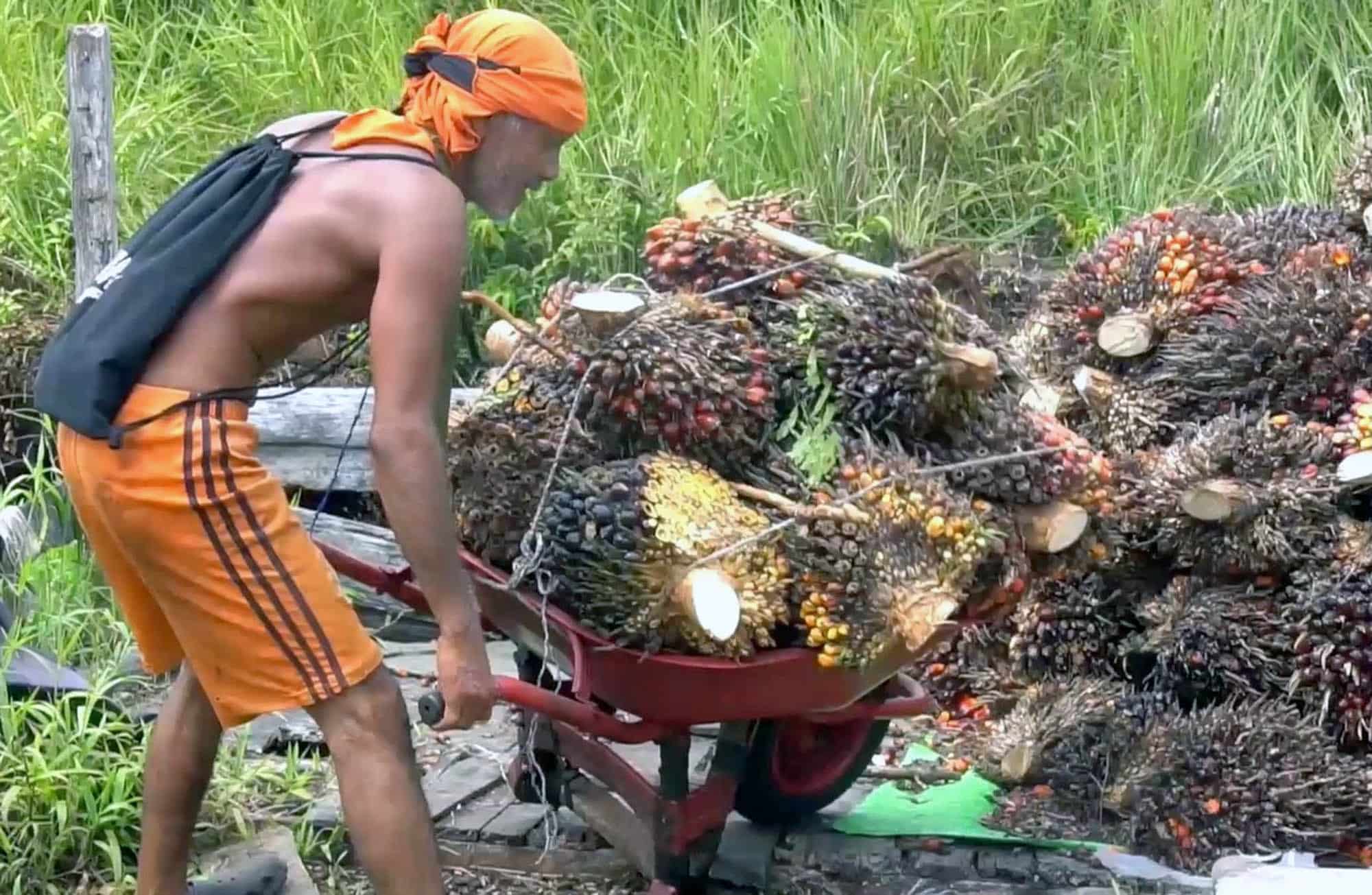 Pengembangan biodiesel ancam kelestarian lingkungan dan krisis pangan 2 Biodiesel
