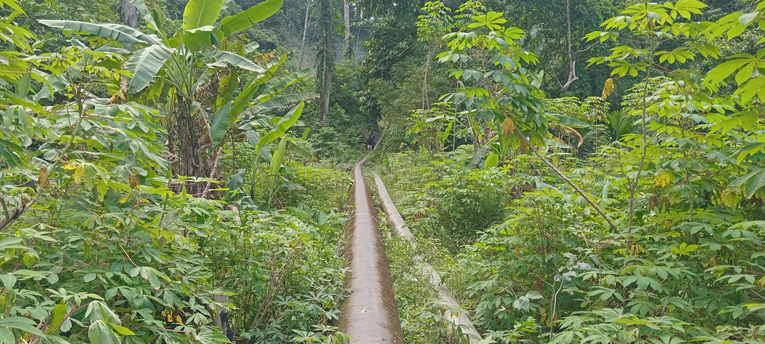 Kebun masyarakat di Kamwolker