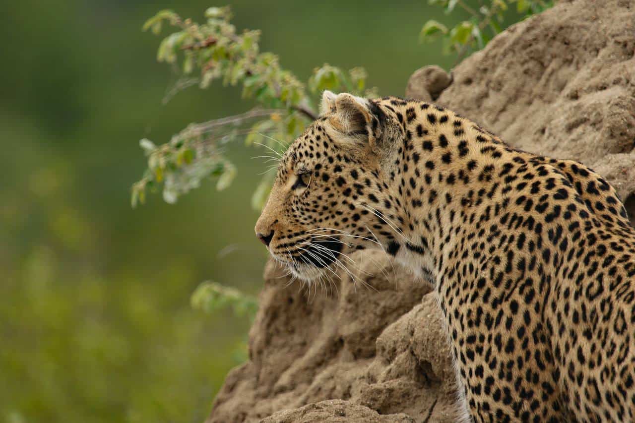 Macan tutul