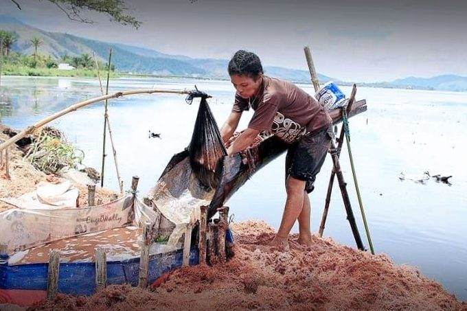 Dusun Sagu ‘versus’ sejuta hektar sawah di Merauke 1 Sagu