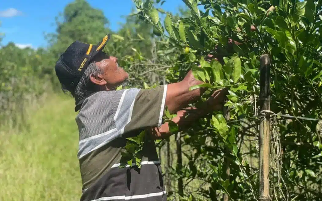 Pramono Suharjono, transmigran di Papua, sedang memanen jeruk di lahannya di Arso II, Kabupaten Keerom, 1 November 2024. - Victor Mambor/BenarNews.
