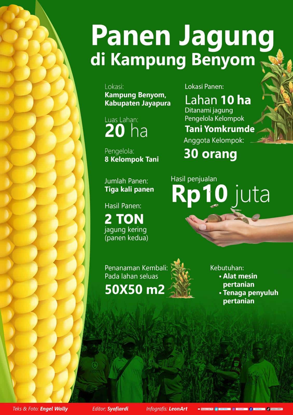 Panen jagung, kelompok tani butuh alat mesin pertanian dan penyuluh 2 Infografis Panen Jagung Kab Jayapura