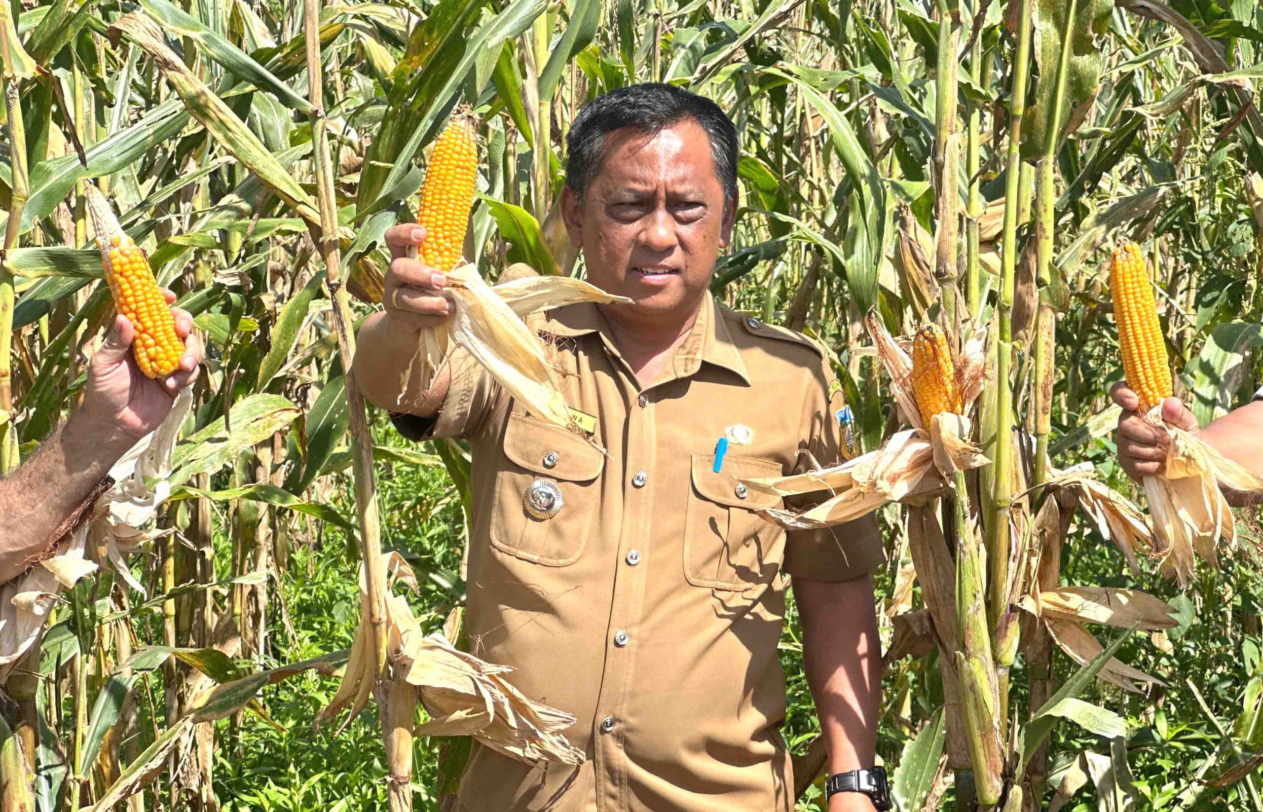 jagung
