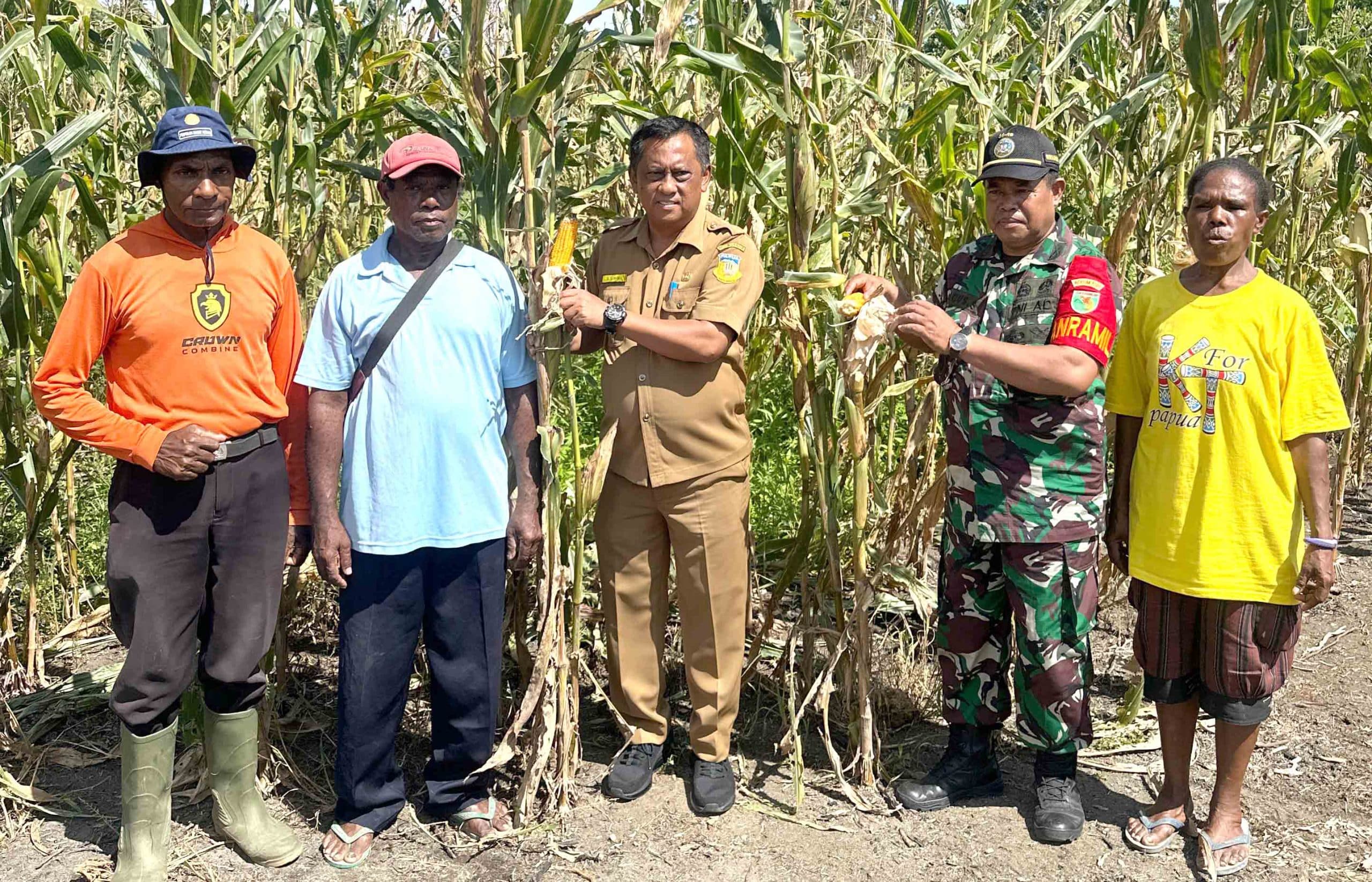 Panen jagung, kelompok tani butuh alat mesin pertanian dan penyuluh 3 jagung