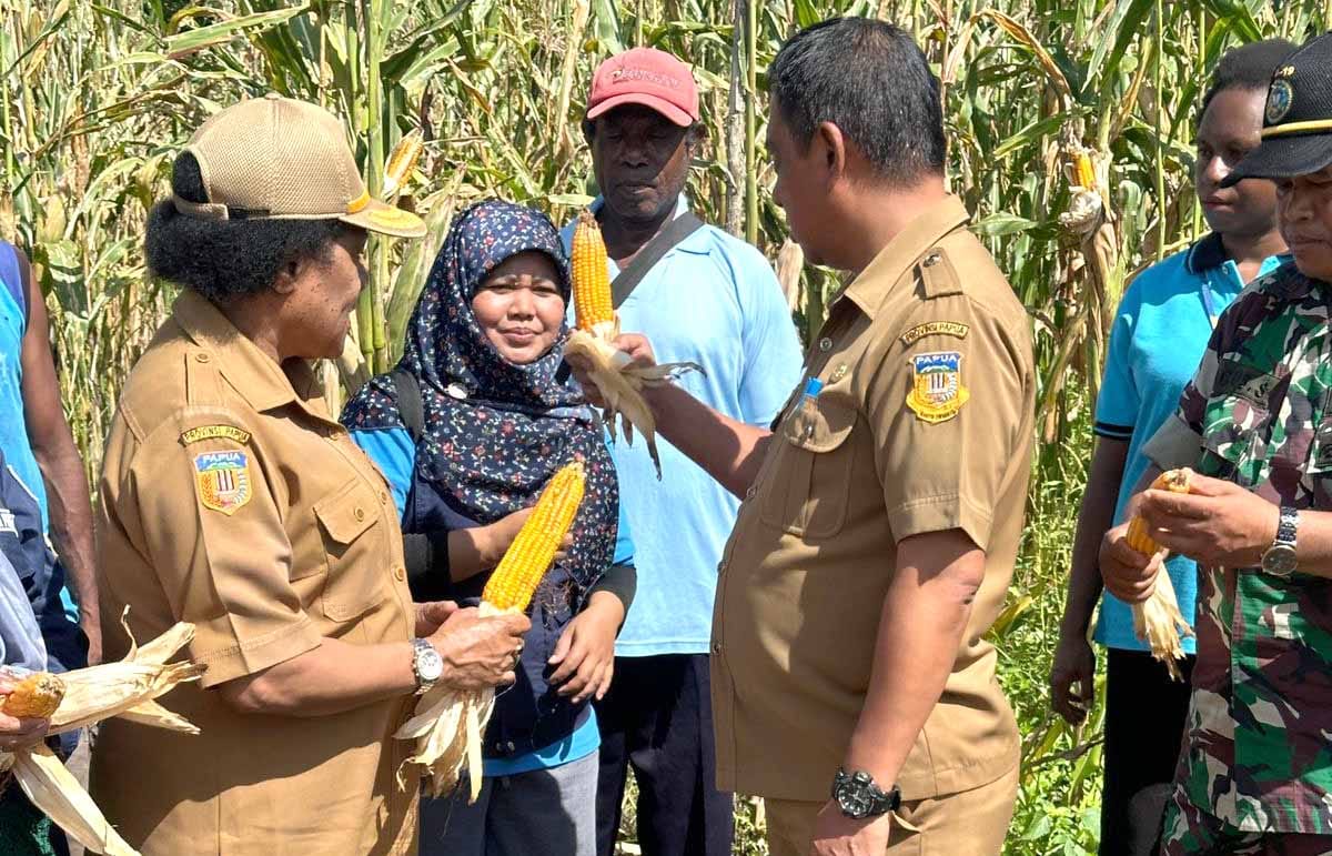 Panen jagung, kelompok tani butuh alat mesin pertanian dan penyuluh 5 jagung