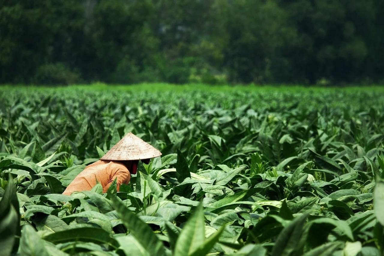 Petani