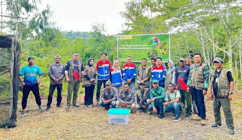 Pertamina Patra Niaga Regional Papua Maluku bersama Balai Konservasi Sumber Daya Alam (BKSDA) Maluku melepasliarkan  satwa endemik di Kaki Gunung Salahutu, Negeri Tulehu, Kabupaten Maluku Tengah, Jumat (17/1/2025). - Ist
