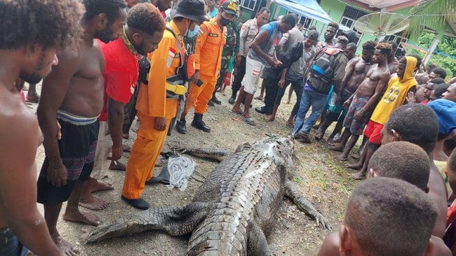 Setelah 12 tahun, buaya muara besar di Kafe Kokonut Solomon akhirnya direhabilitasi 4 buaya besar timika 169