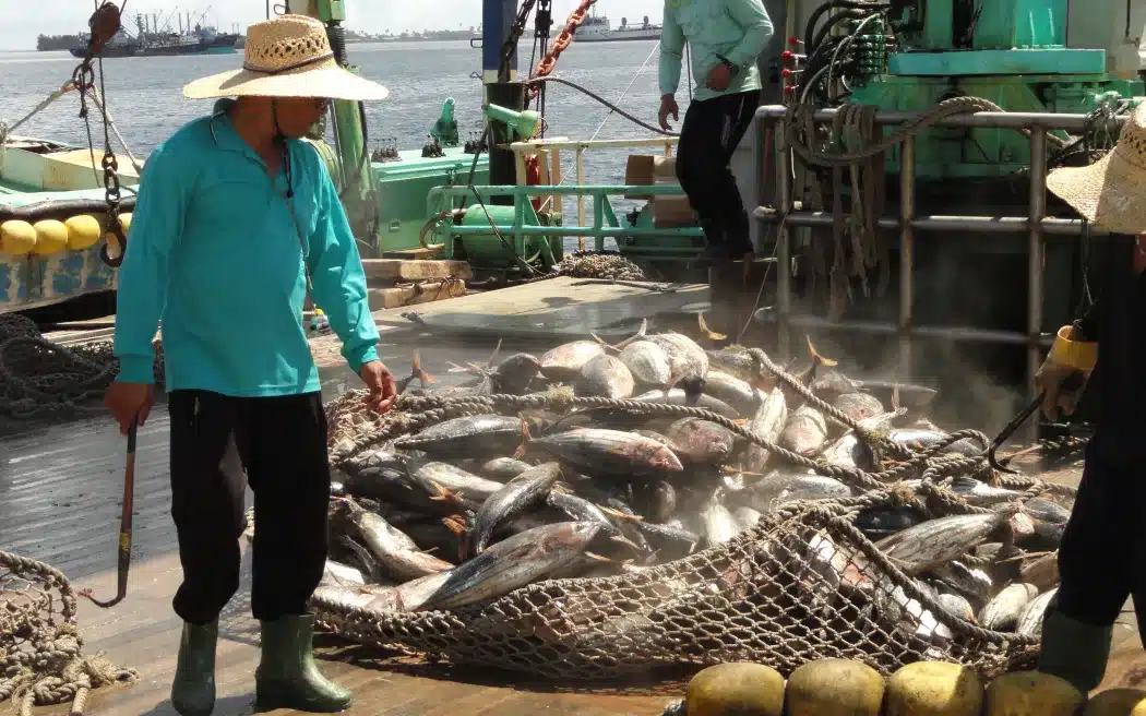 kapal ikan berbendera marhall island bongkar muatan ikan tuna ke seluruh dunia