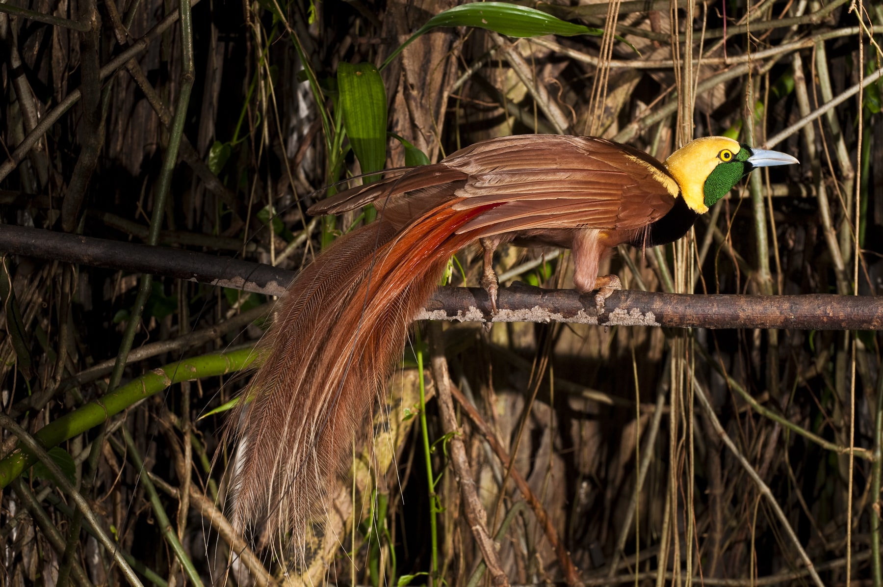 Melestarikan Kumul, Burung Cenderawasih Papua Nugini 1 Burung Cenderawasih Papua Nugini