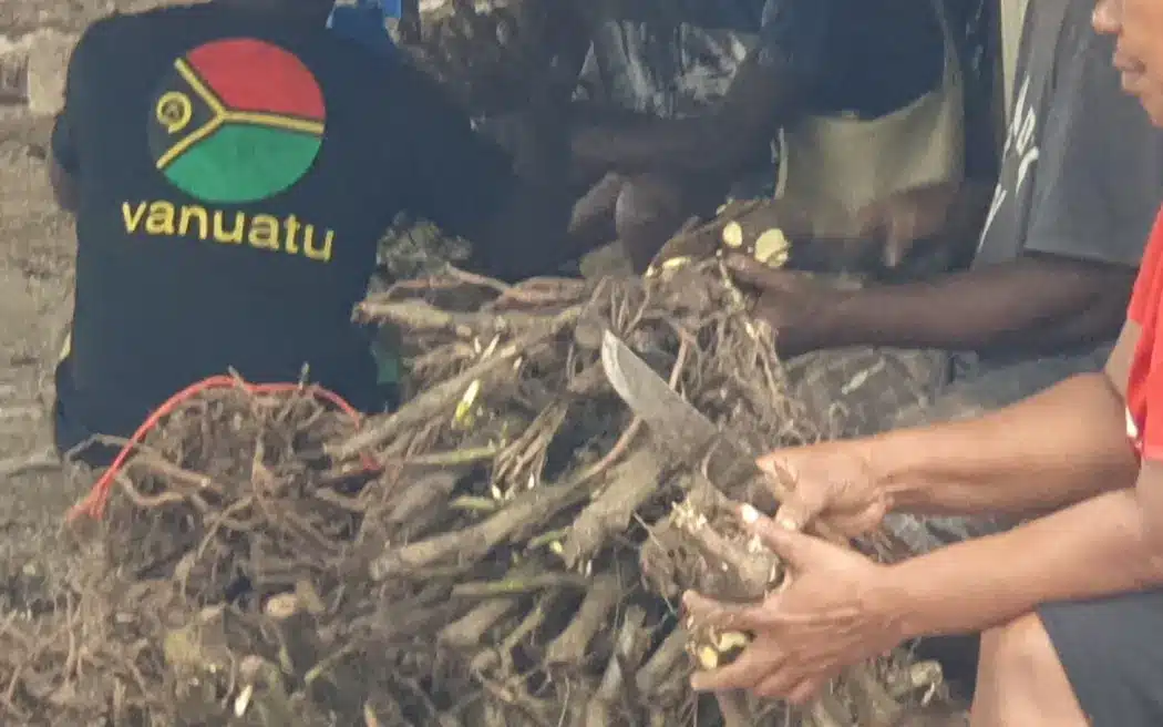 Konsumsi Kava yang Tinggi di Kiribati Timbulkan Kekhawatiran 1 Kava