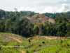 Hutan rusak