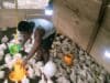 Biak Numfor