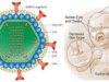 Virus Rota